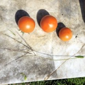 TomatenPlagegGas 2026-07-21 10.48.